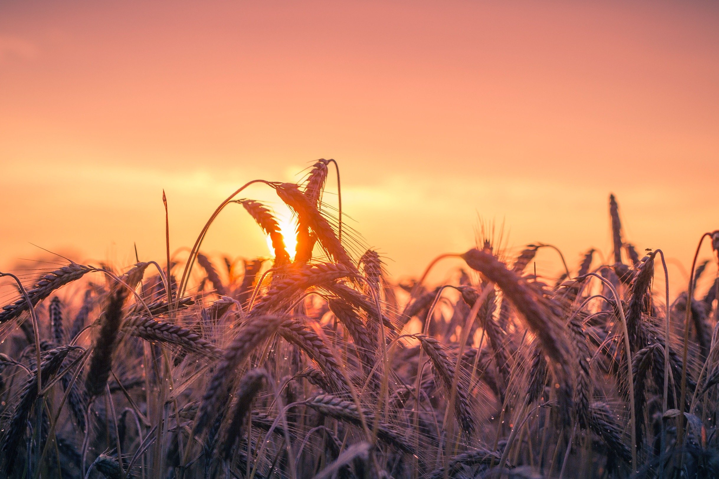 wheat field sunset