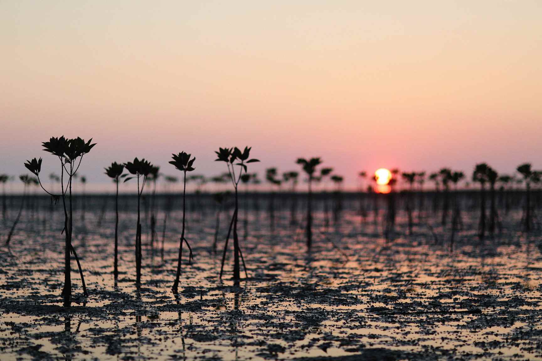 Mangrove-project-horizontal-pexels-alexey-demidov-11635487 (1)